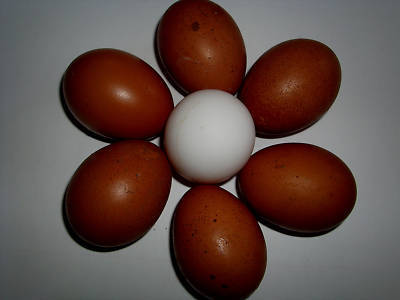 8+ pure french cuckoo marans hatching eggs k. cratty