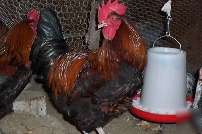9 + purebreed chicken eggs - mixed lot - for hatching 