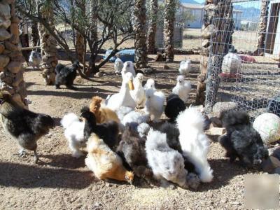 12 silkie chicken highly fertile silkie chicken eggs