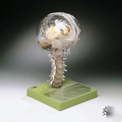 Brain 15 pc transparent anatomical model lfa #2112 *