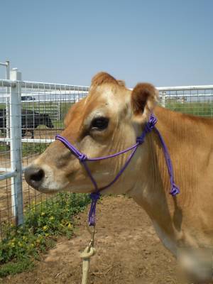 Rope halter for cow, calf, steer - pick size & color 