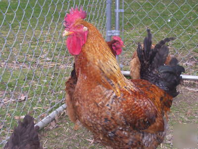 Hatch***colored range chickens meat/layer
