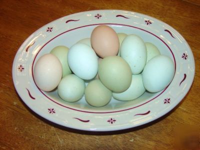Ameraucana chicken hatching eggs ~rainbow eggs~ 10+