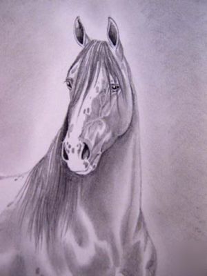 Equine pencil drawing, appy stallion, donated to naaes