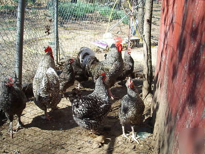 8+ pure french cuckoo marans hatching eggs k. cratty