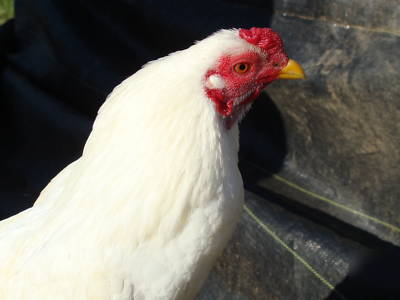 Pure white asil gamefowl hatching eggs 