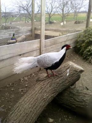 4 true silver pheasant hatching eggs