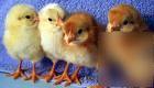 3+1 sex link chicken hatching eggsfor incubator