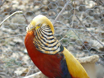 Red golden pheasant hatching eggs one dozen