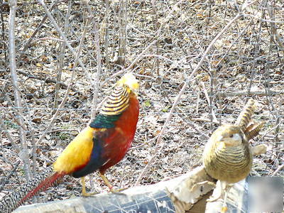 Red golden pheasant hatching eggs one dozen
