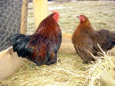 9+ partridge cochin banty fertile chicken hatching eggs