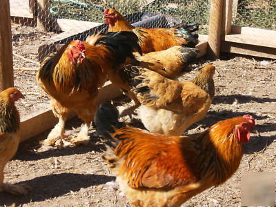 Chicken hatching eggs 12 assorted fertile fresh eggs 