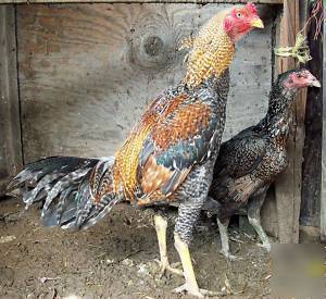 6+ creole dom thai fertile hatching eggs rare gamefowl