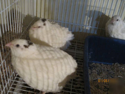 12+ texas a and m coturnix quail hatching eggs