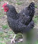 Barred rock hatching eggs 6