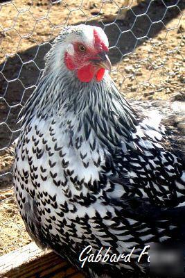 Silver laced wyandotte chicken hatching eggs 10+