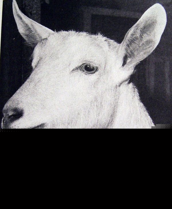 Raising livestock goats sheep rabbits chickens hog book