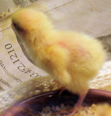 6 + rare fertile button quail hatching eggs 