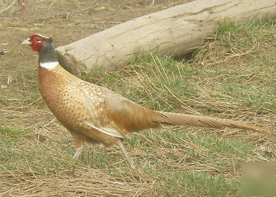 Buff ringneck pheasant hatching eggs 12 plus