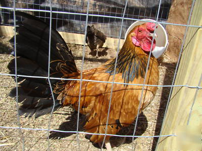 Hennie(henny) gamefowl hatching eggs 