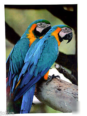 Konica minolta C250 color copier print scan 91K 