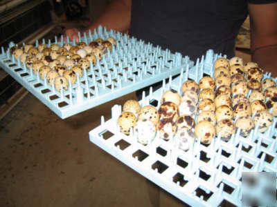 Quail egg tray for gqf incubator holds 124 egg gamebird