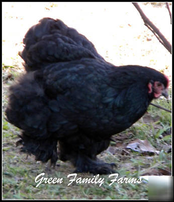 8+ sq giant black cochin large fowl hatching eggs
