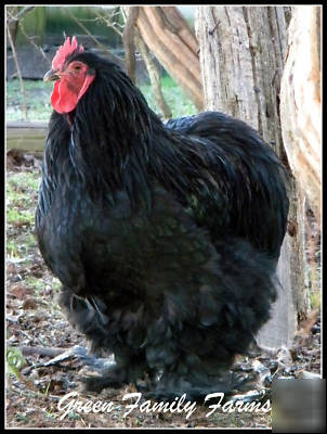 8+ sq giant black cochin large fowl hatching eggs