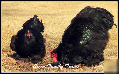 8+ sq giant black cochin large fowl hatching eggs