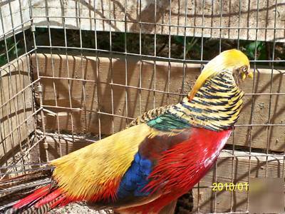 5 red golden pheasant eggs