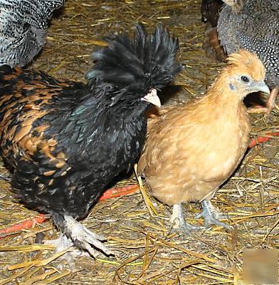 Mixed breed bantam hatching eggs 1 dozen