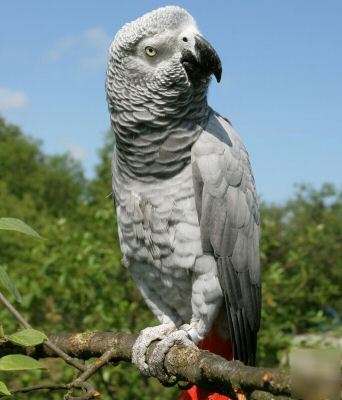 African grey parrot mousepad /mouse pad 9 1/2 x 8 