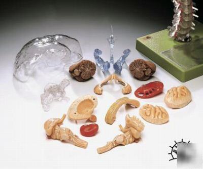 Brain 15 pc transparent anatomical model lfa #2112 *