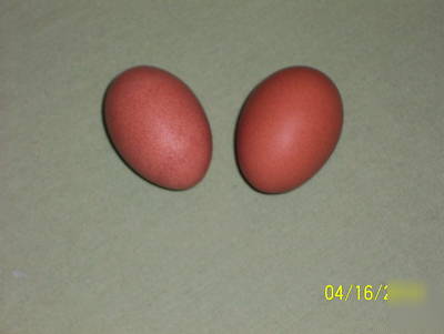15+ welsummer fertile hatching eggs 4 incubation