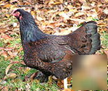 Dark cornish eggs (purebred) 12 hatching eggs