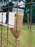 Braden bottle start calves eating feed quickly dairynwt