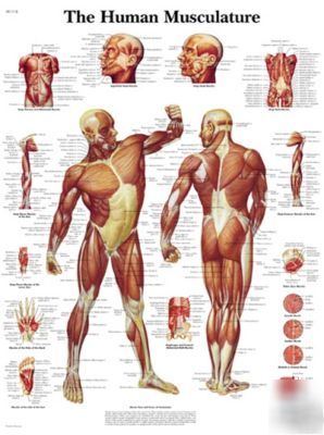 3B scientific human anatomical muscular laminated chart