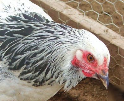 Light brahma chicken hatching eggs ~gentle giants~ 20+