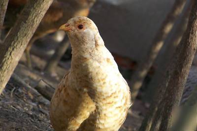 4 cinn splash pheasant hatching eggs avail. now