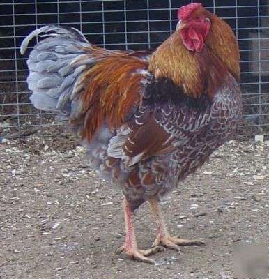 Blue laced red wyandotte chicken hatching eggs 10+ 