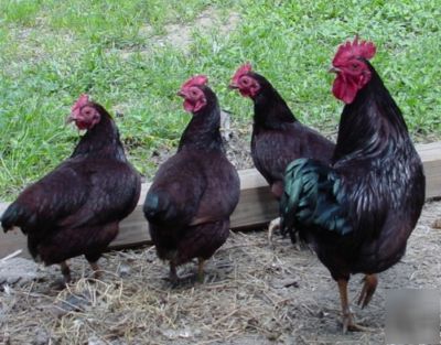 12 rhode island red chicken hatching eggs- great layers