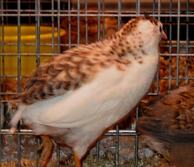 12+'euro' tuxedo button quail hatching eggs~splash/pied