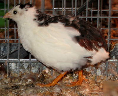 12+'euro' tuxedo button quail hatching eggs~splash/pied