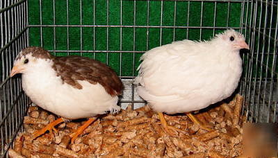 12+'euro' tuxedo button quail hatching eggs~splash/pied
