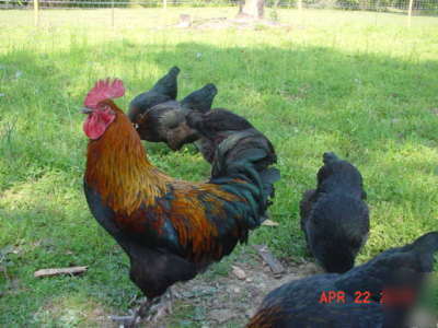 14++ french black copper maran marans hatching eggs