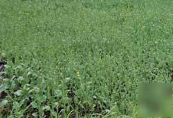 Athene rape seeds - food plot seeds 3LBS -1/2 acre 