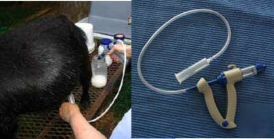 Livestock milker package-couple of squeezes &milk flows