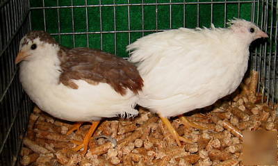 European 'tuxedo' button quail hatching eggs~6+extra's 