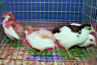 European 'tuxedo' button quail hatching eggs~6+extra's 