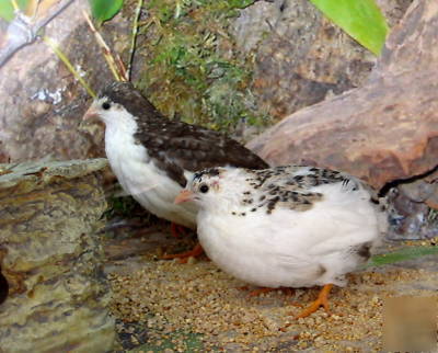 European 'tuxedo' button quail hatching eggs~6+extra's 